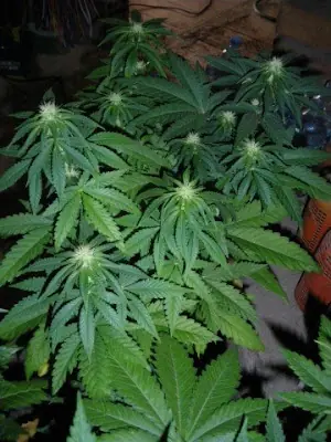 marihuana
