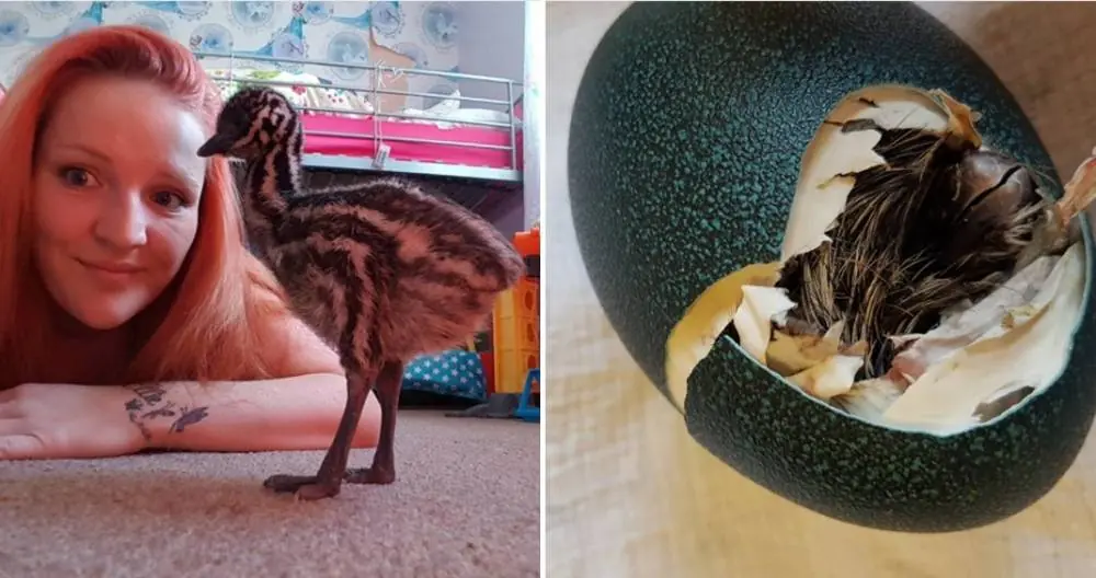 Compró un adorno por internet, y se llevó una gran sorpresa