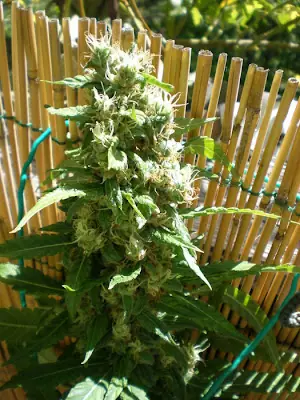 marihuana medicinal