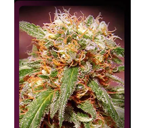 variedad