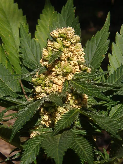 variedad