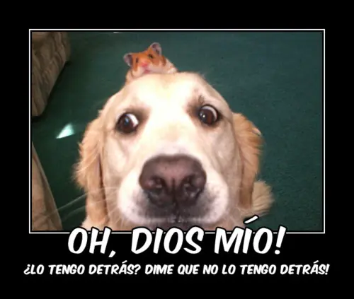 Estas aburrido??entra aqui!!imagenes para cagarse de la risa