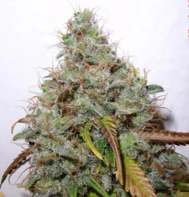 Marihuana [Plantas y métodos][Mucha info]