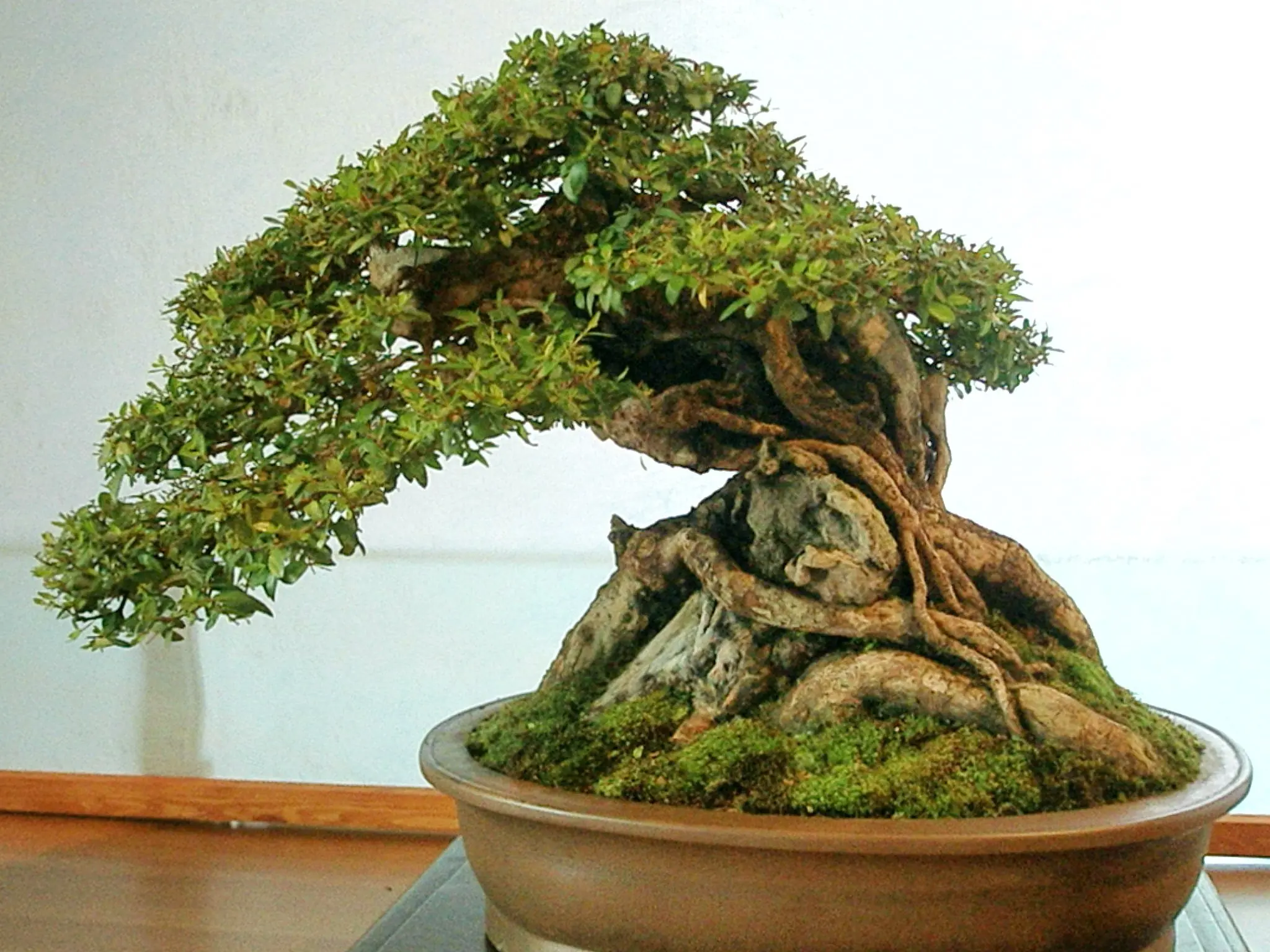 bonsai bonsai