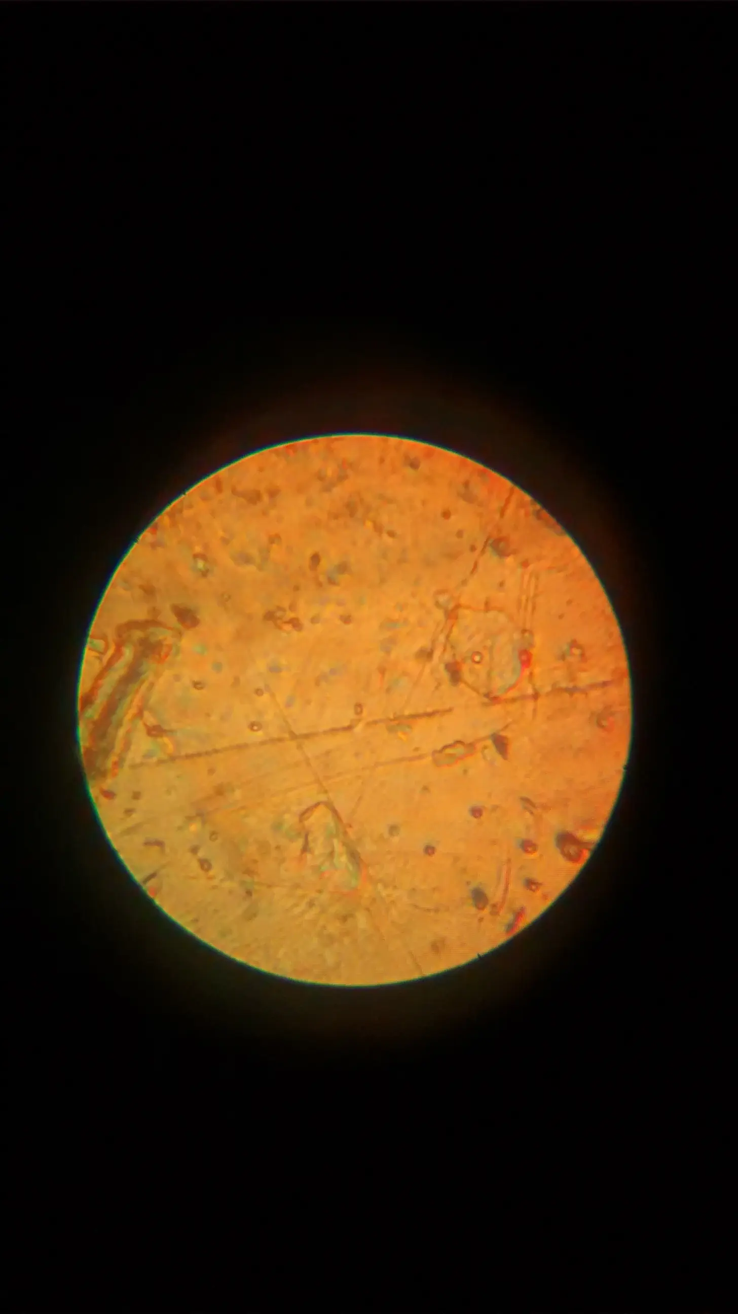 microscopio
