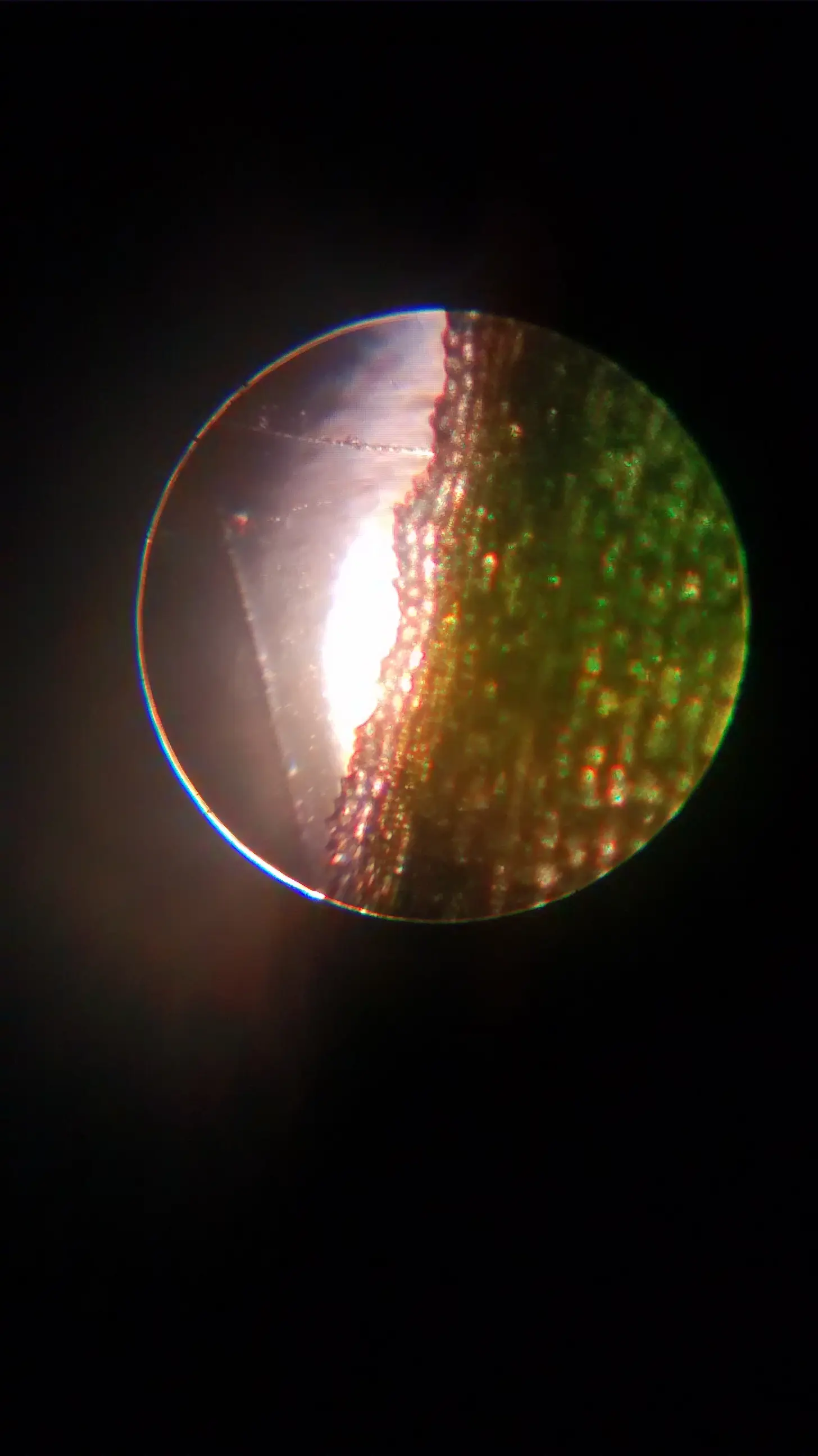 microscopia