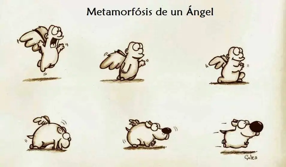 politica