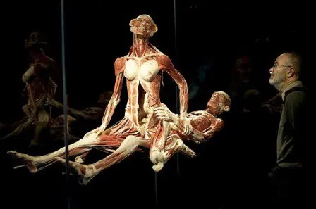 anatomia