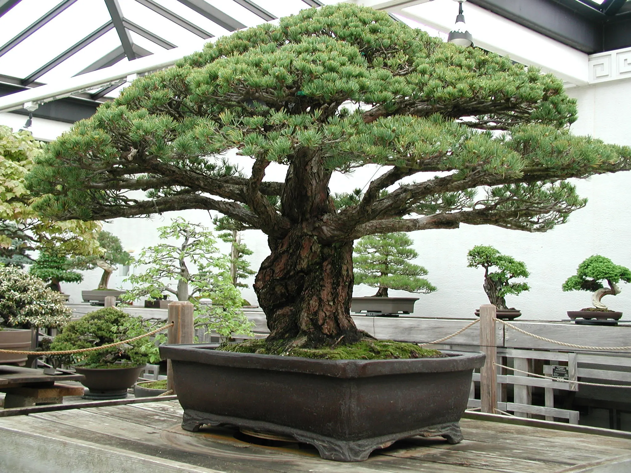 Arbol Arbol
