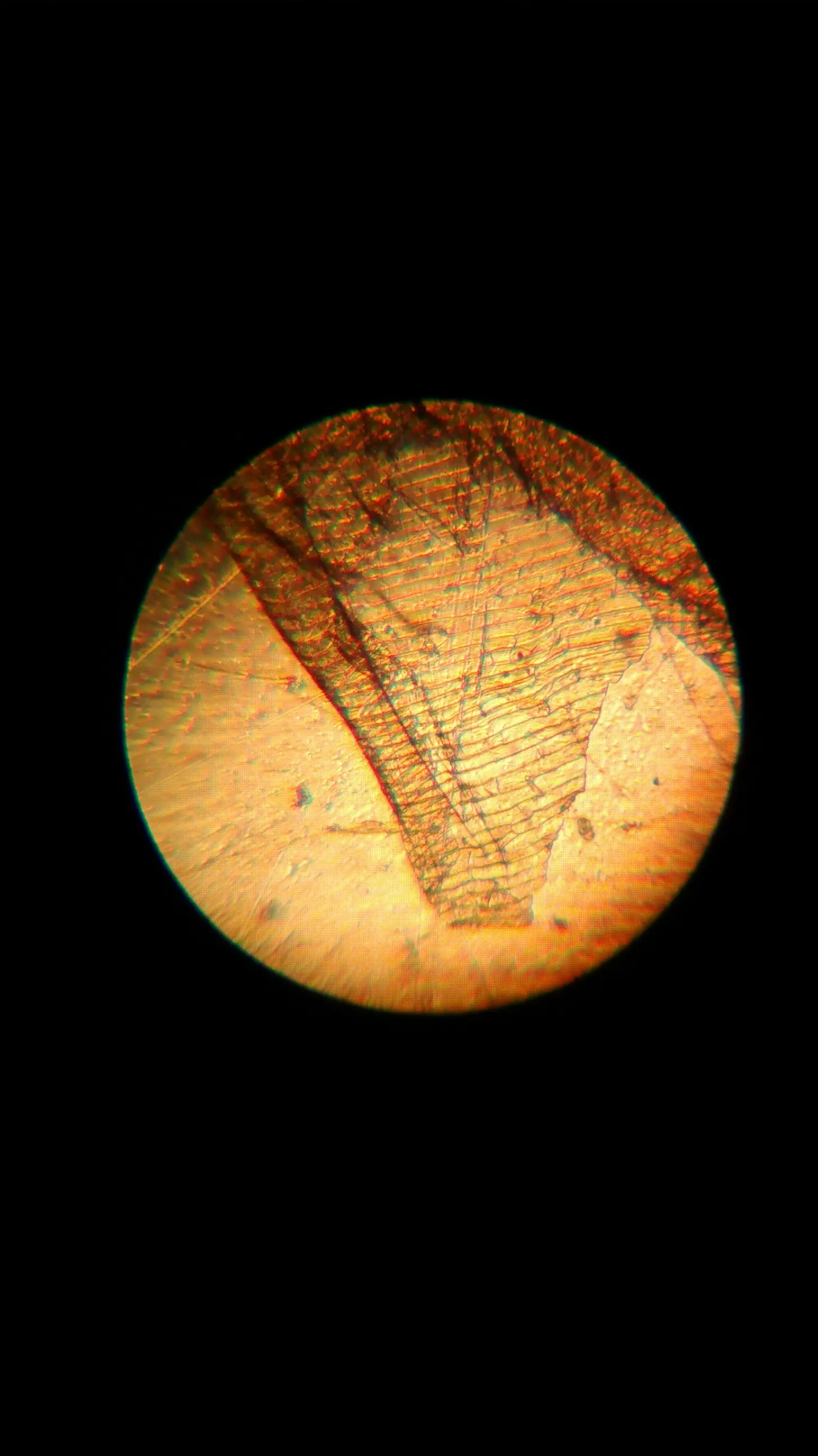 microscopio