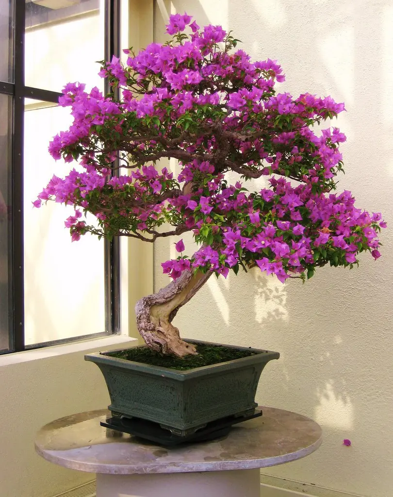 Arbol Arbol