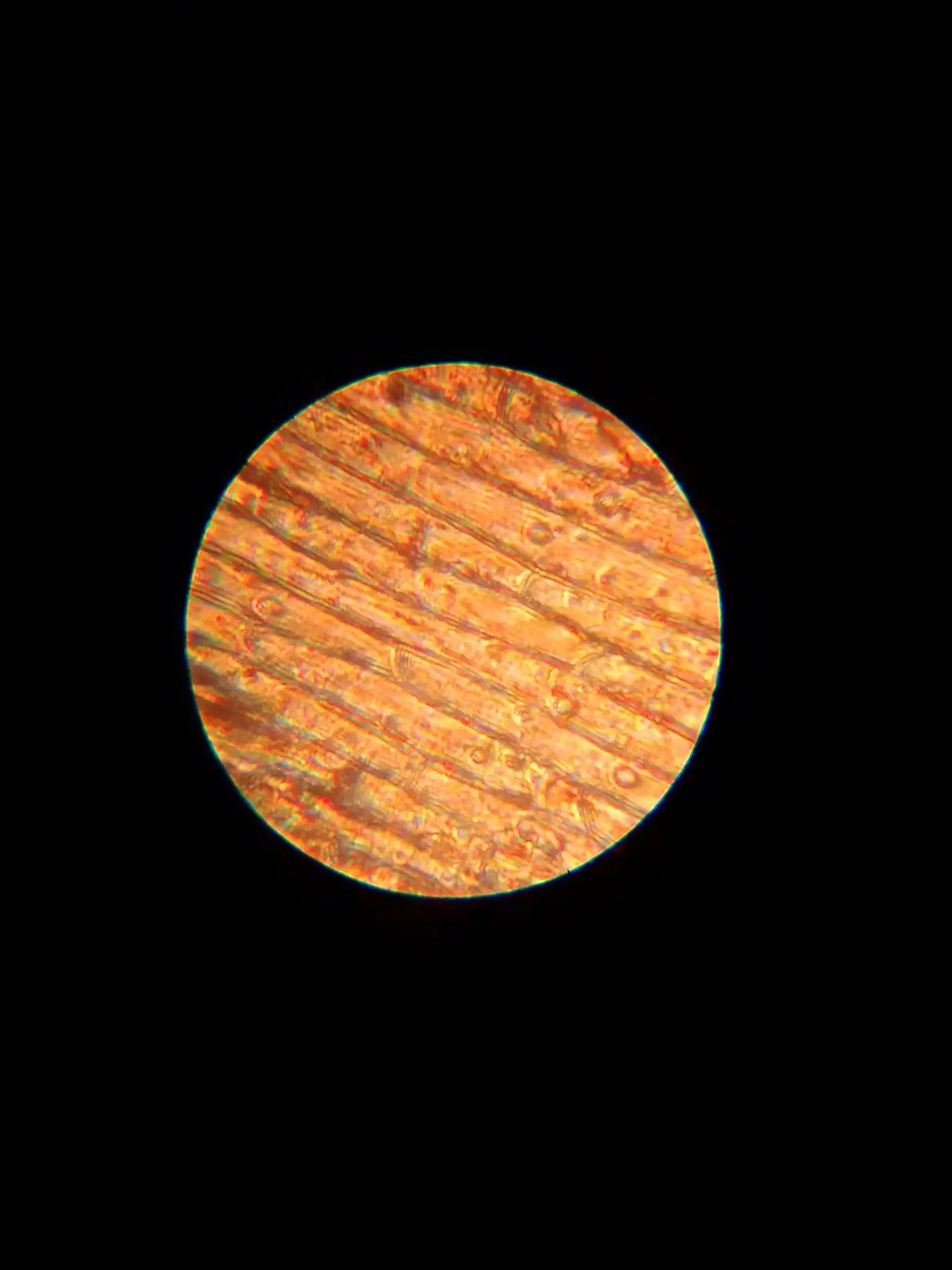 microscopia