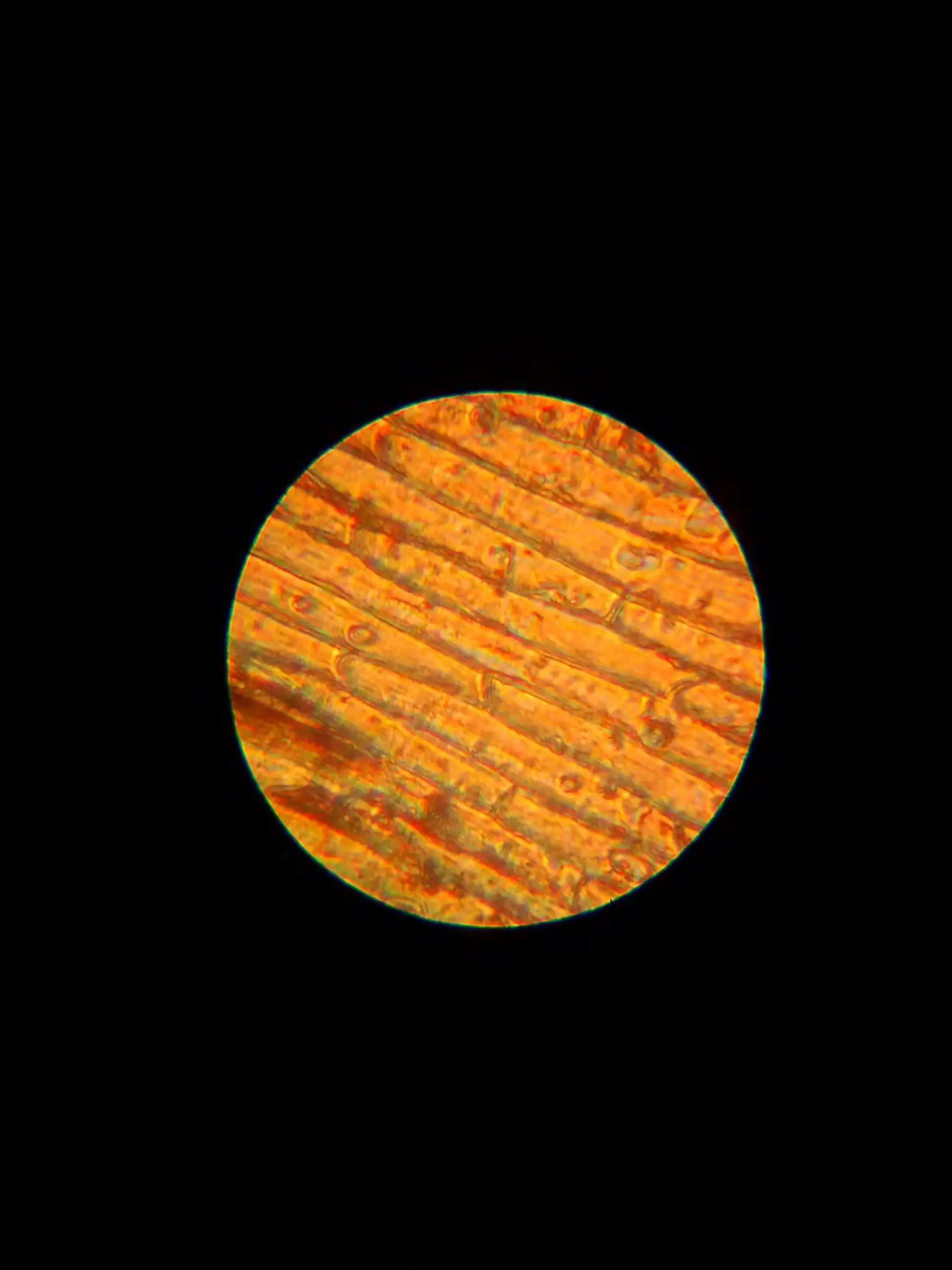 Fotos microscópicas sacadas con un microscopio de juguete