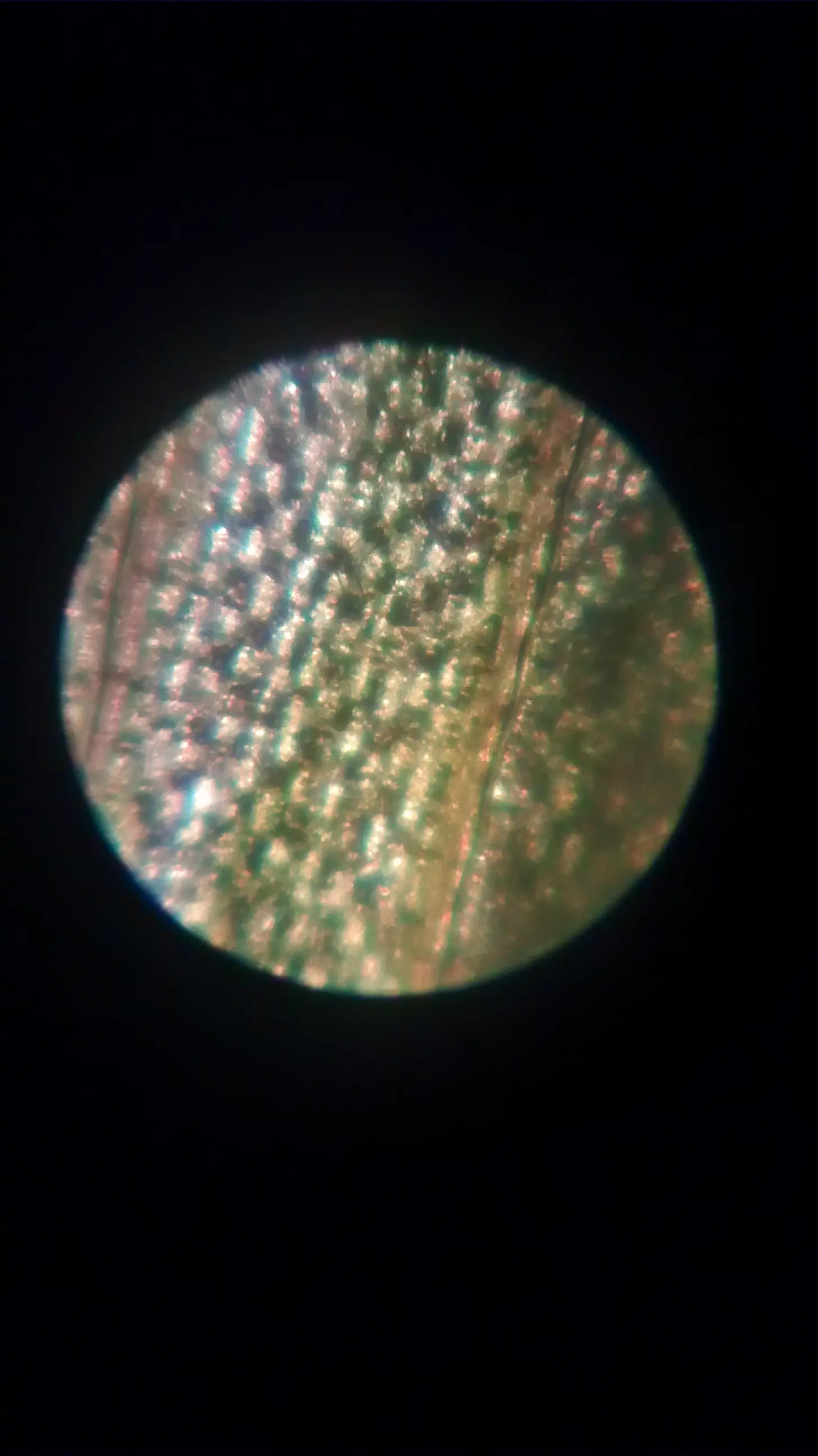 Fotos microscópicas sacadas con un microscopio de juguete