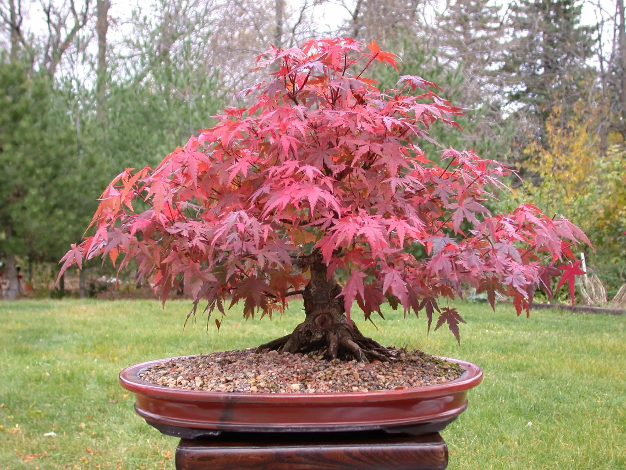 Cultura y arte milenario del bonsai Cultura y arte milenario del bonsai