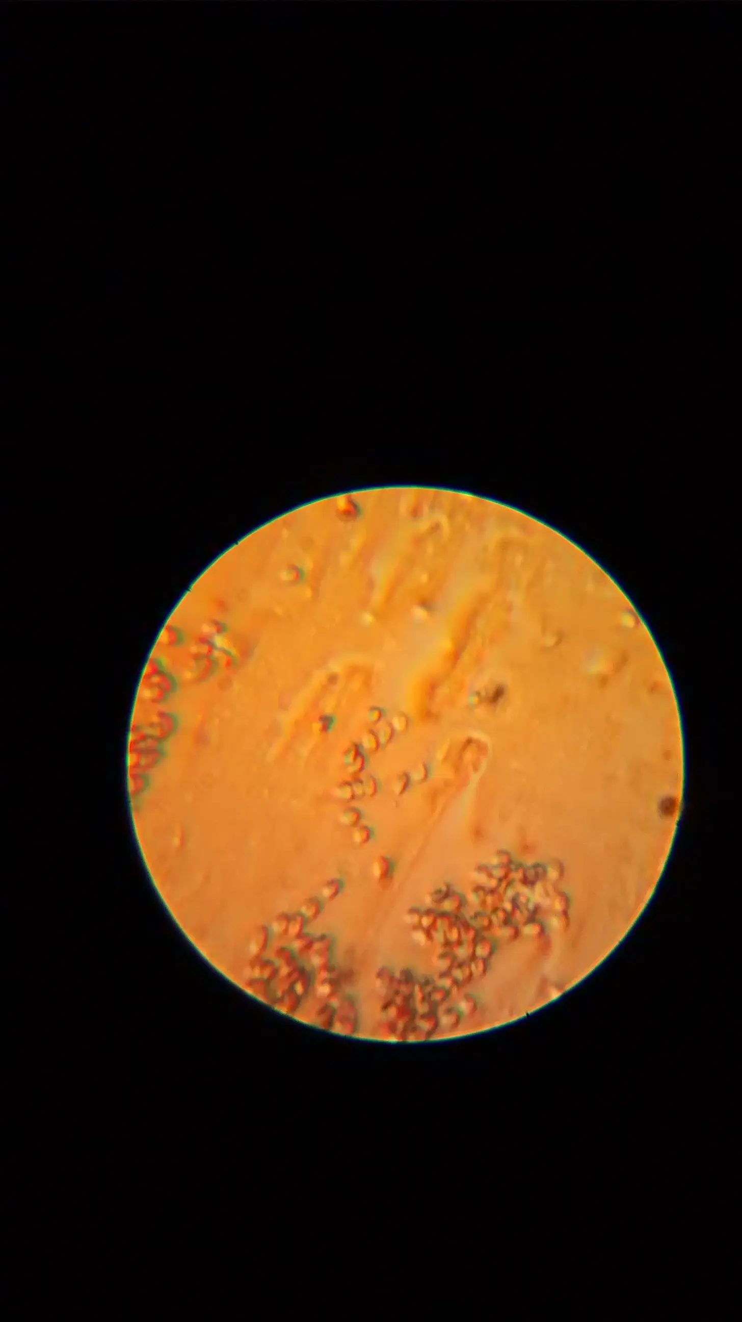 microscopia