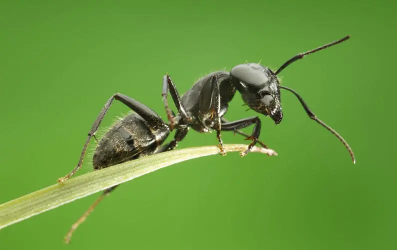 insectos