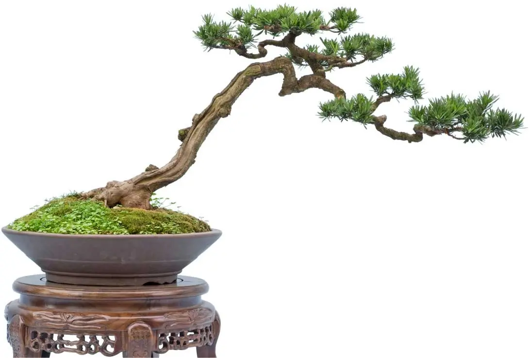 bonsai bonsai