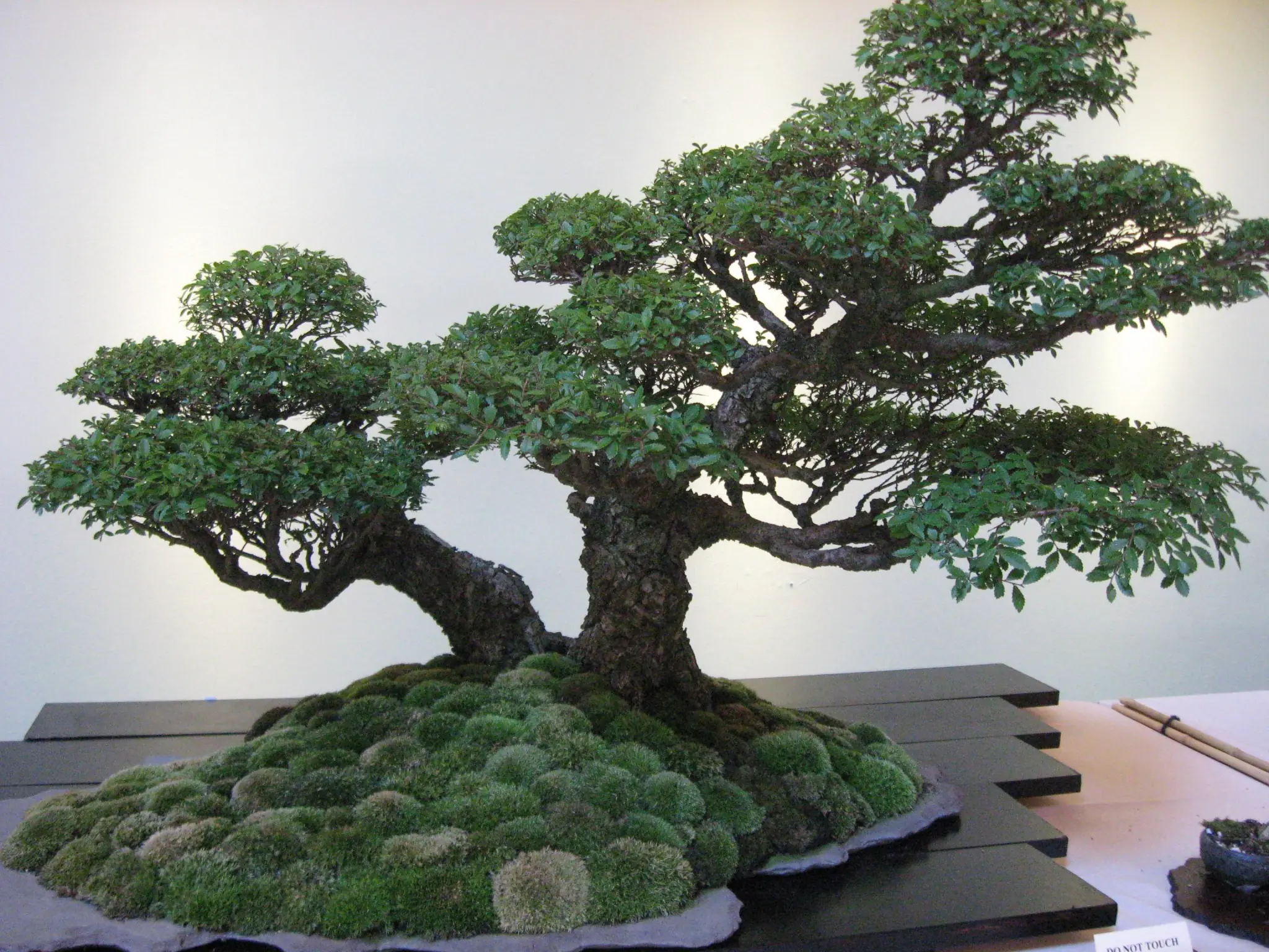Cultura y arte milenario del bonsai Cultura y arte milenario del bonsai