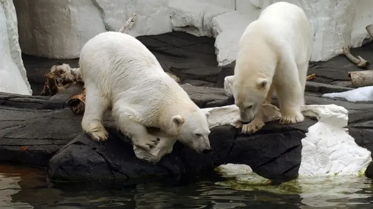 polar polar