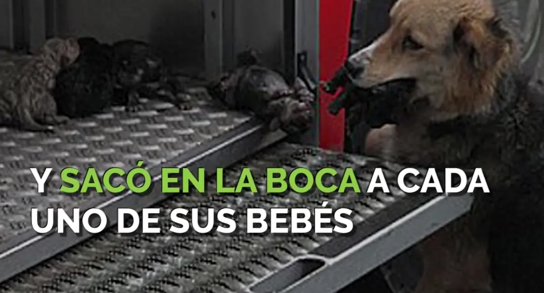 perro muere