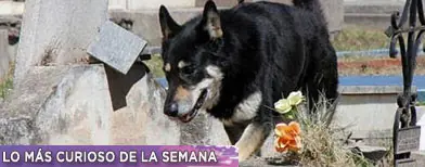 Lo Animales un Ejemplo de Vida...Los Humanos de Crueldad