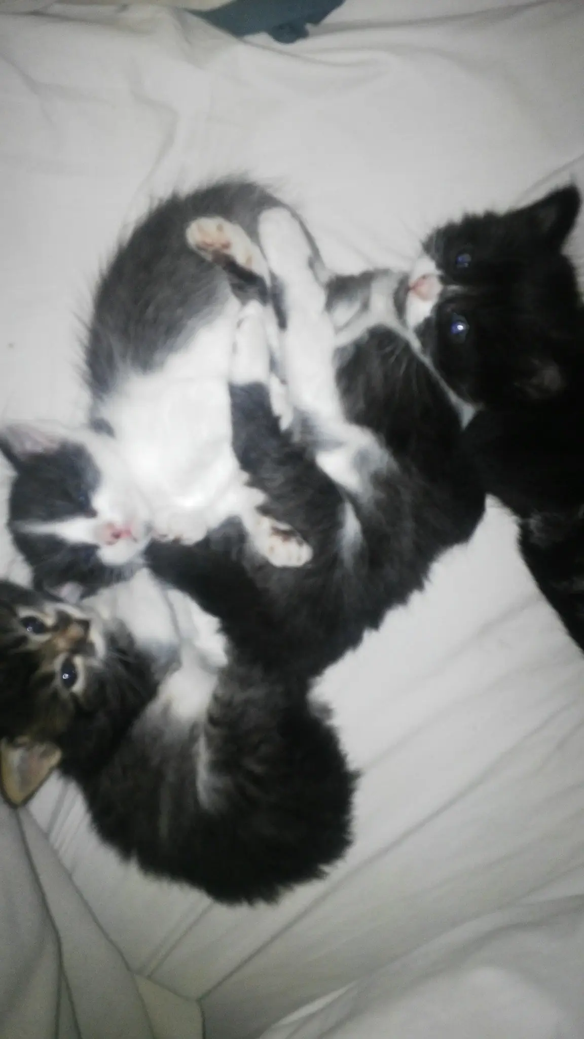 gatita
