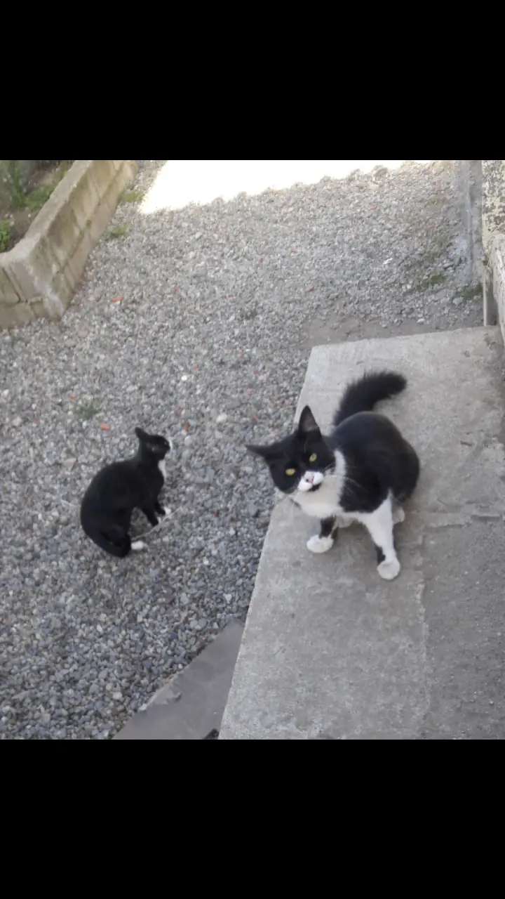 amor gatuno
