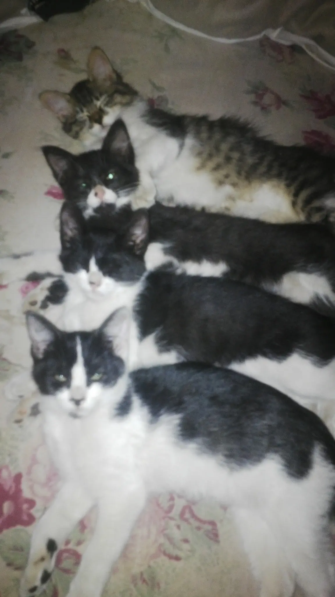 amor gatuno