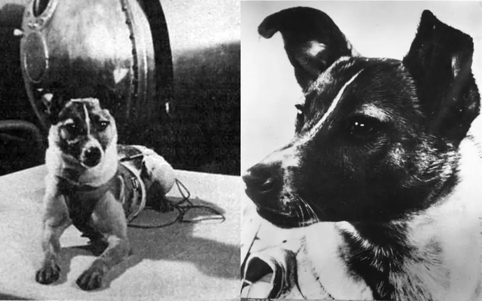 Laika