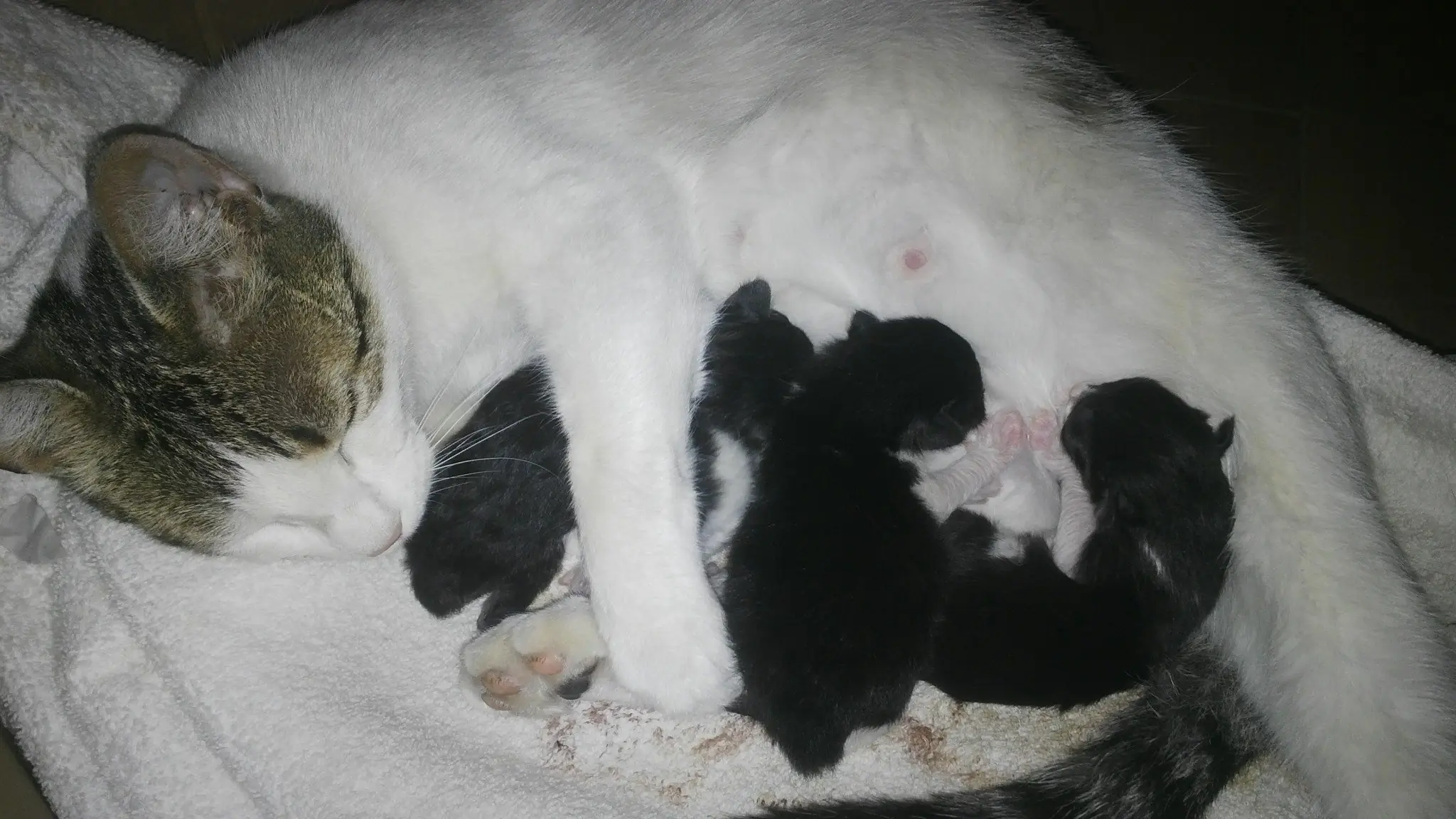 gatos