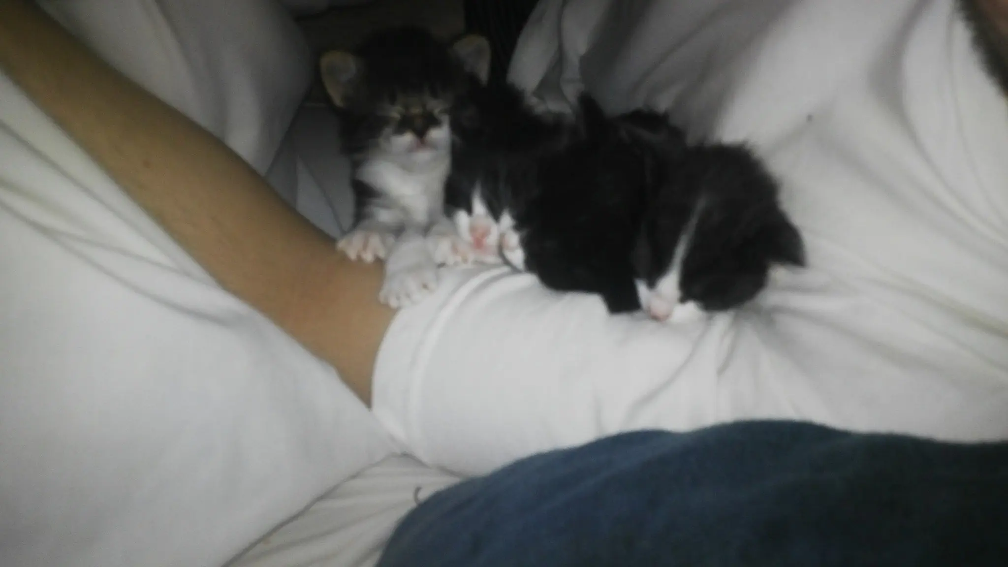 gatos