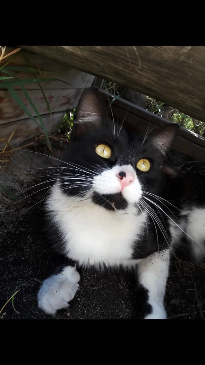 gatos