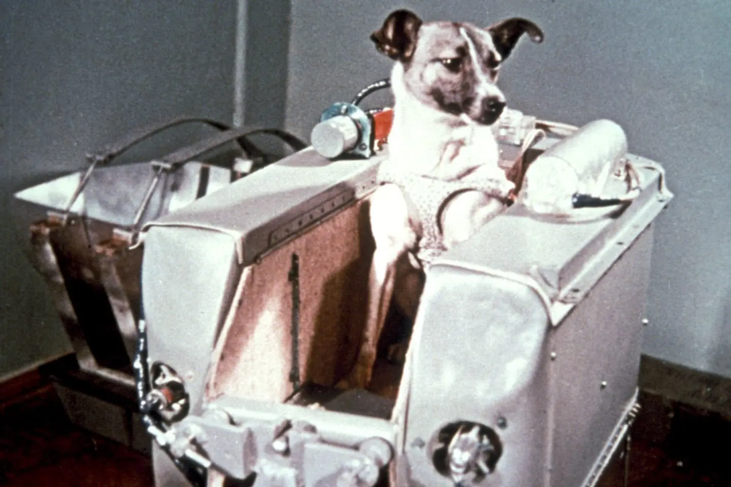 perro