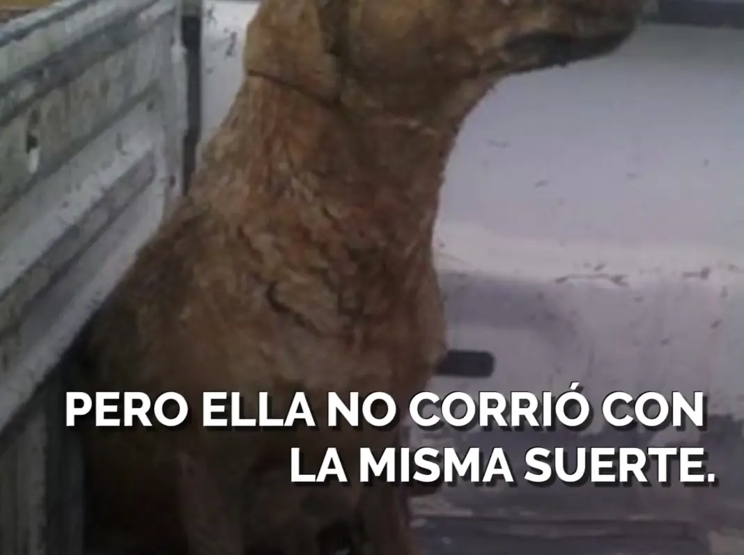 perro salva a sus hijos
