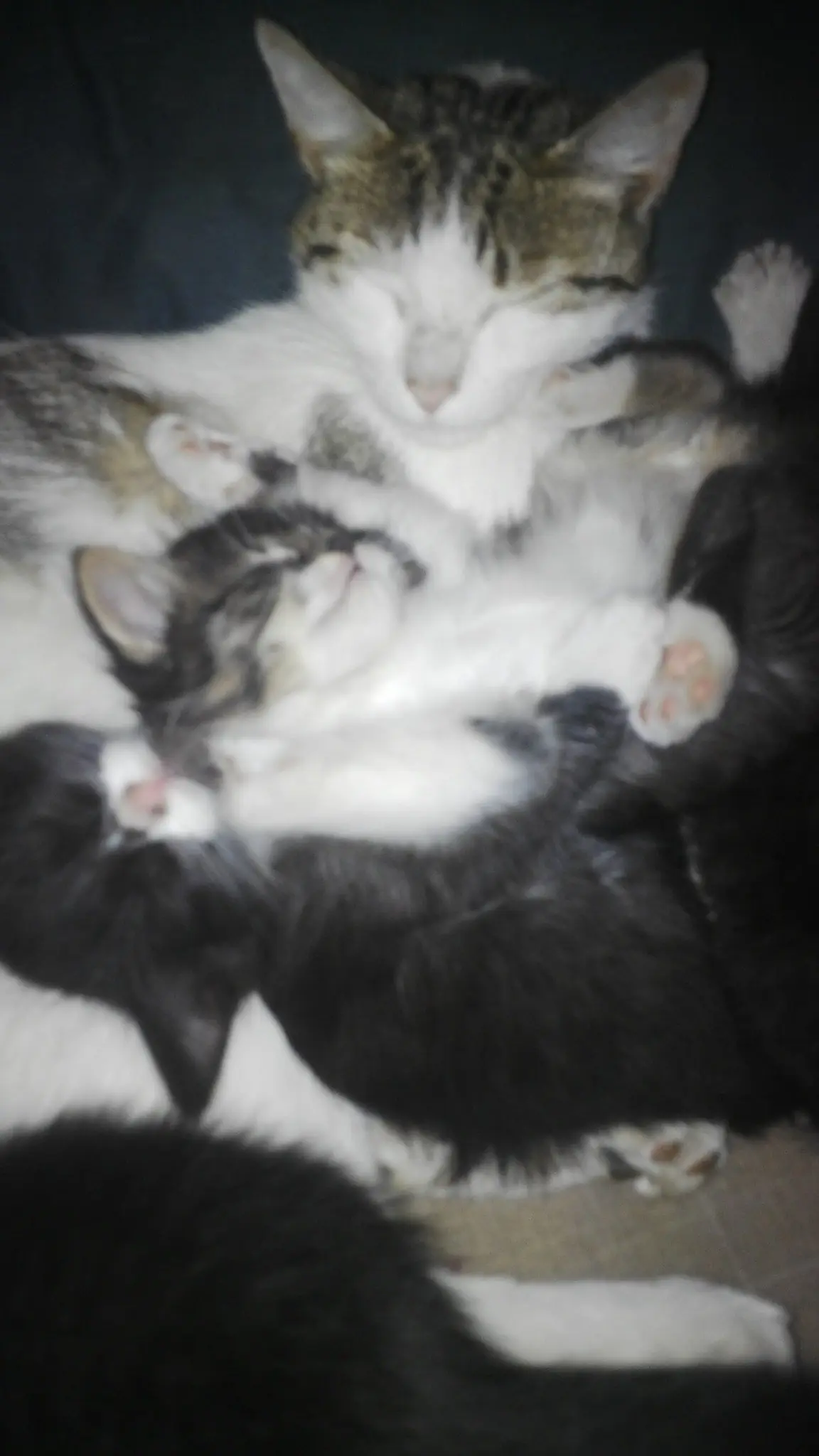 amor gatuno