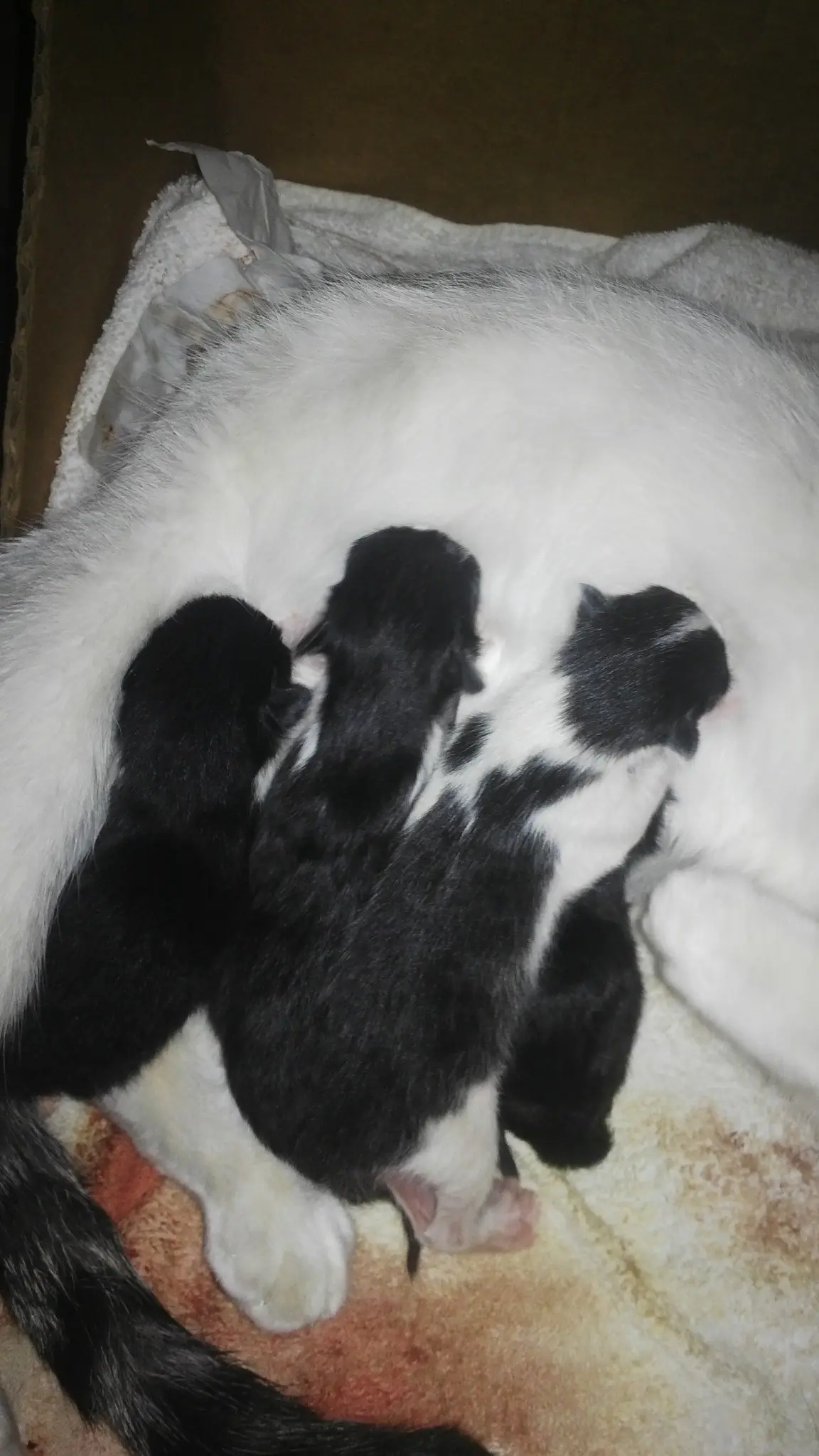 gatita