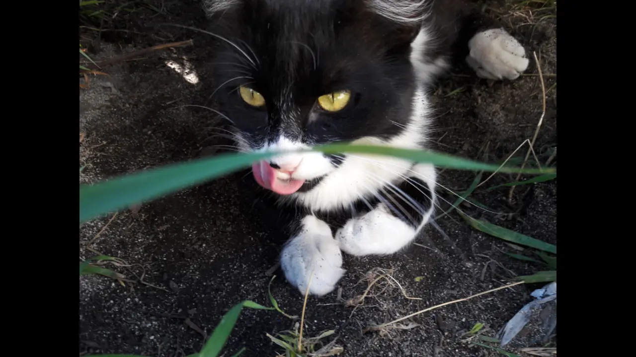 gatita