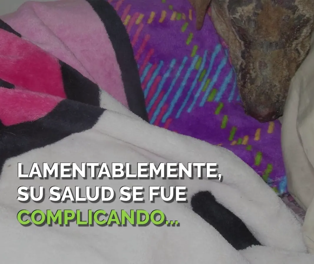 perro salva a sus hijos