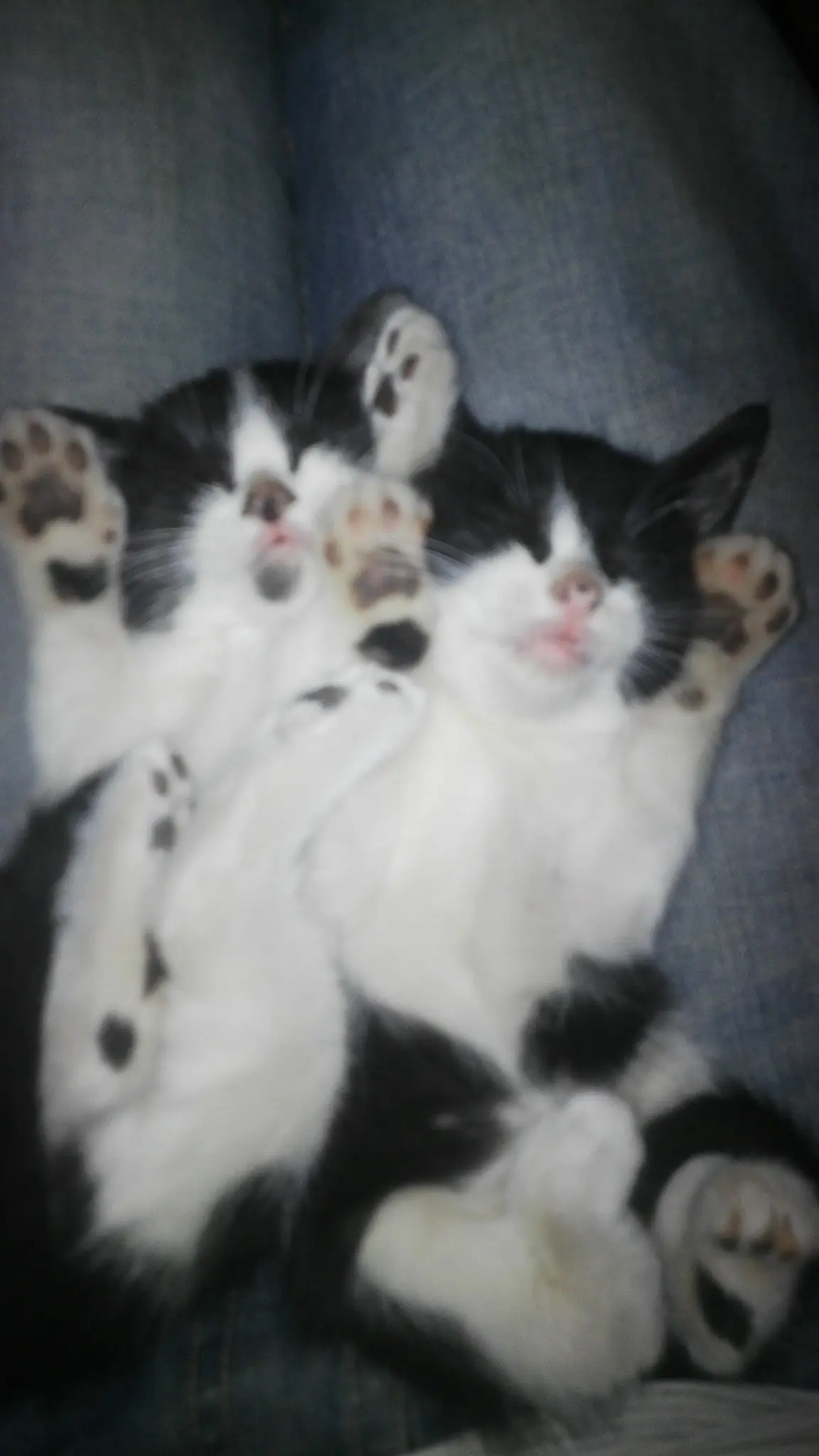 En Memoria de mi gatita perdida E-Ñe-Ñeus