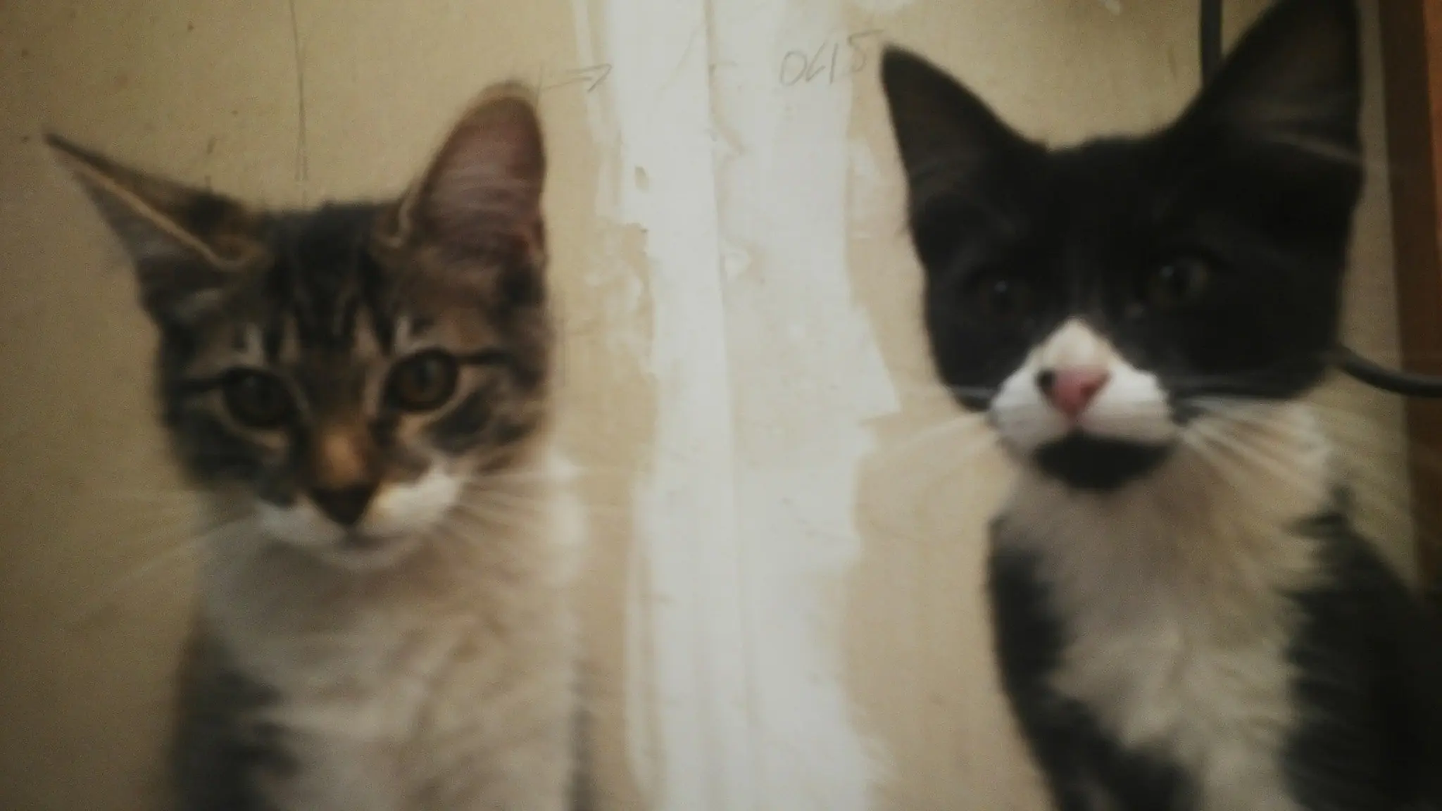 En Memoria de mi gatita perdida E-Ñe-Ñeus