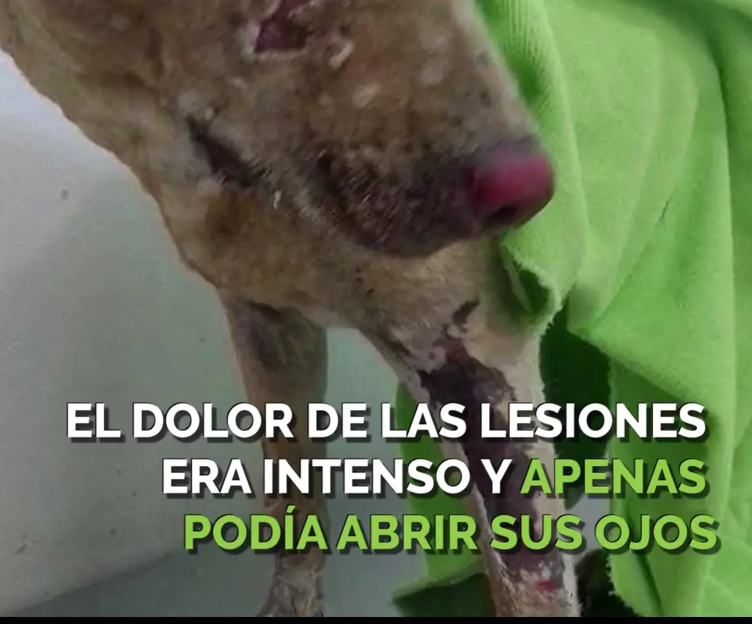 La Historia mas triste de internet