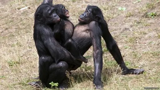 Animales