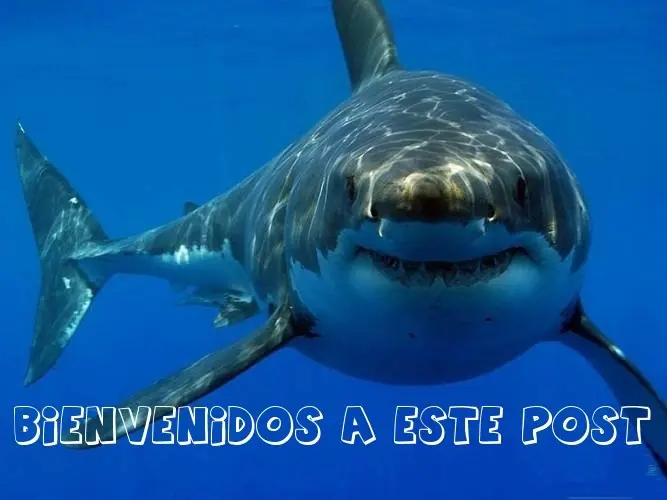 El Increible Tiburón Megalodón