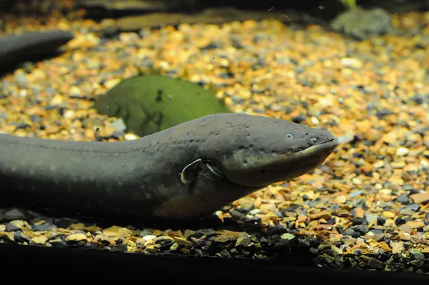 16 Animales increibles con superpoderes Reales