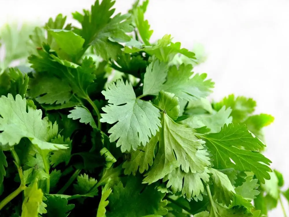 Alimentos cotidianos