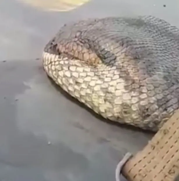 serpiente mas larga
