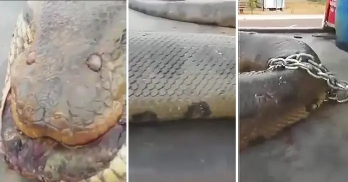 Increible: descubren la serpiente mas grande del mundo
