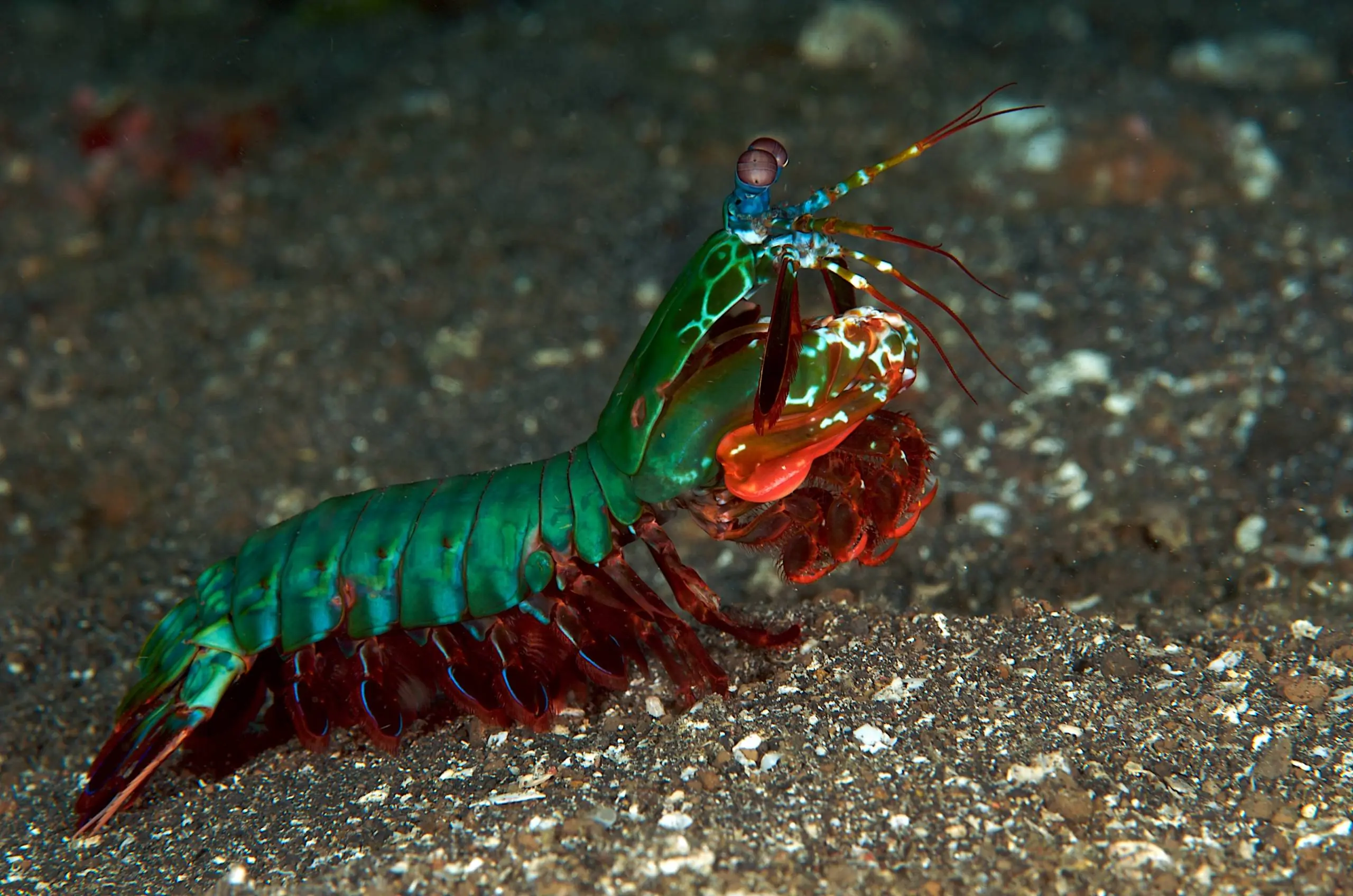 16 Animales increibles con superpoderes Reales