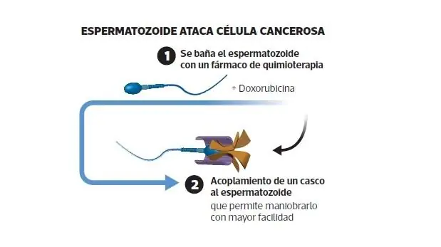 Conoce a los nuevos soldados contra el cáncer